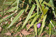 hidden Easter eggs under a plant 