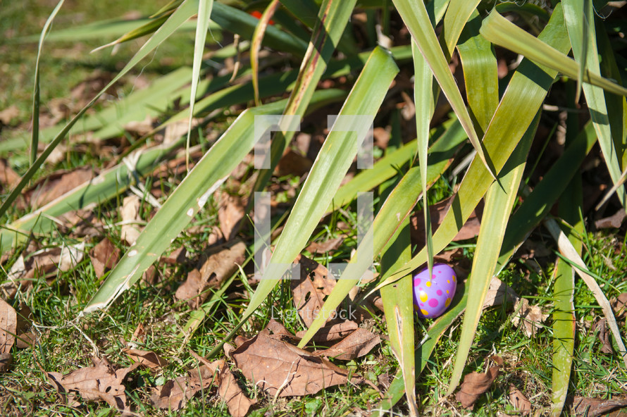 hidden Easter eggs under a plant 