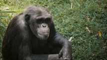 Close-up Portrait Of A Chimp Sitting Alone On The Grass.	