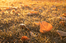 frosty leaf on grass