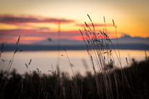 tall grasses at a lake shore at sunset 