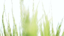 Slow-motion footage panning through a green Dogfennel plant on a bright and beautiful summer day.