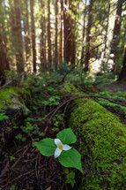moss on a fallen tree and white flower in a forest 