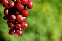  A grape vine with a cluster of red grapes