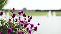 A slow-motion clip of Bachelor 's-button purple and red flowers with butterflies flying over to each blooming flower.