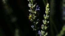 a bug on a flower 