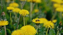 Bee on yellow dandelion flower collecting nectar. Amazing footage of how an insects gathering pollen. Pollination, nature, spring concept 