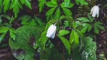 Beauty of white spring flowers Anemone nemorosa blooming in green forest park Grow Time-lapse
