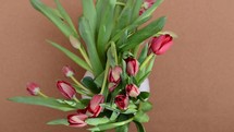 Timelapse of fading tulips on brown background with copy space