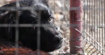 Close up of Black Dog Inside Its Cage Looking At Camera With Sad Eyes. 
