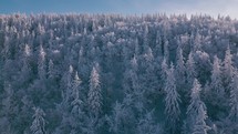 Aerial Beauty of frozen winter forest in cold sunny nature in blue winter mountains
