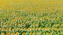 Flight over small young sunflower field