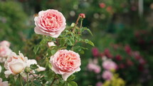 Amazing Roses Bush Flowers, Rain Drops. Floral Romantic Garden Background.