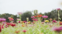 A vibrant field filled with colorful wildflowers. The scene captures the beauty of nature, with various plant species blooming under a clear sky. Lush green grass surrounds the flowers, adding to the overall picturesque outdoor setting.