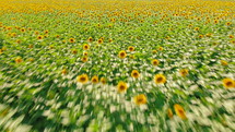 AERIAL: Flight over small young sunflower field. Agriculture, harvest concept. Ukraine is the world's first exporter of sunflower seeds and oil. Camera forward movement.