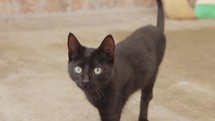 Black cat with green eyes walks towards camera.