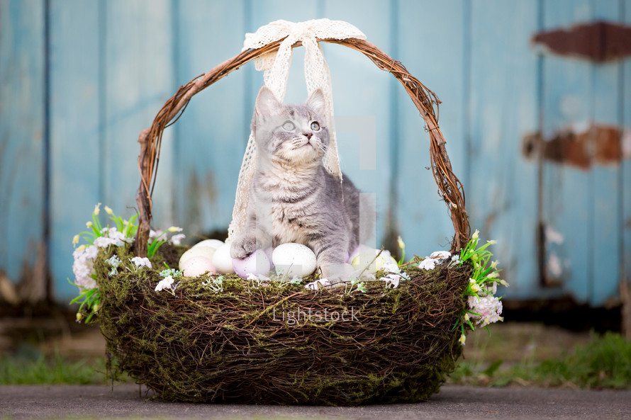 a kitten in an Easter basket 