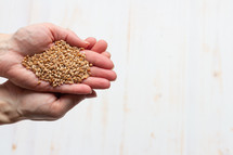 cupped hands with wheat grains on white