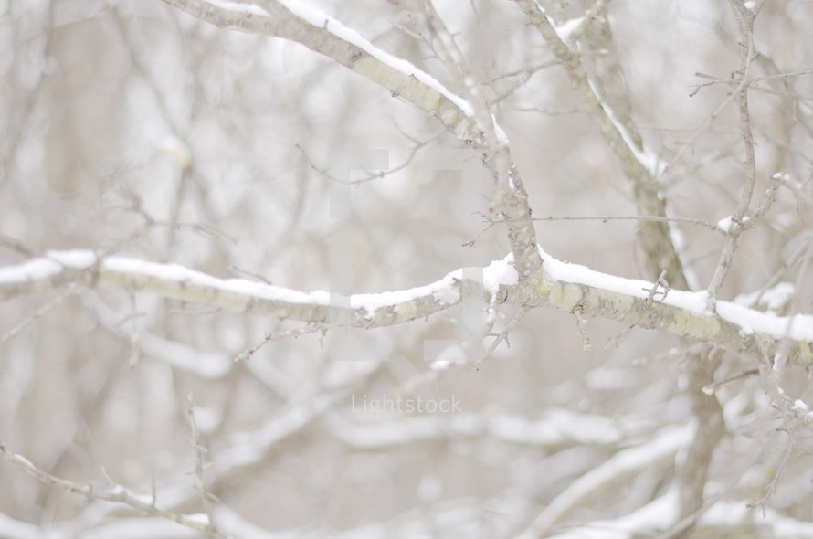 snow on tree branches 