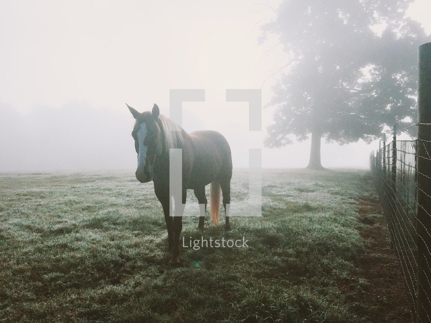 a horse standing in a foggy pasture 