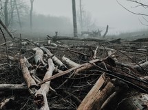 logs and sticks in a pile in a forest
