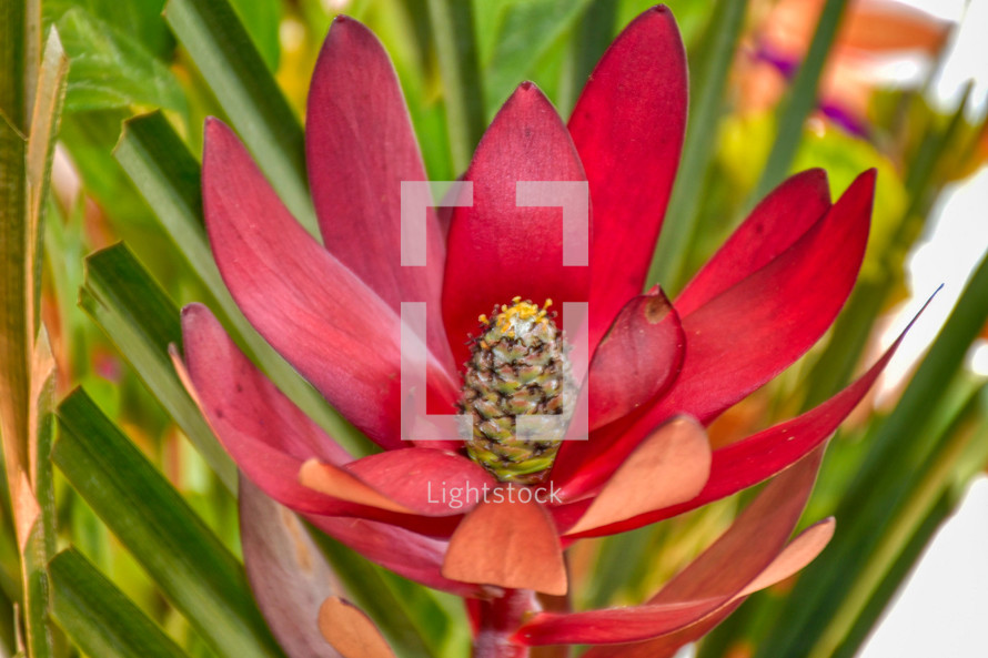 red tropical flower 