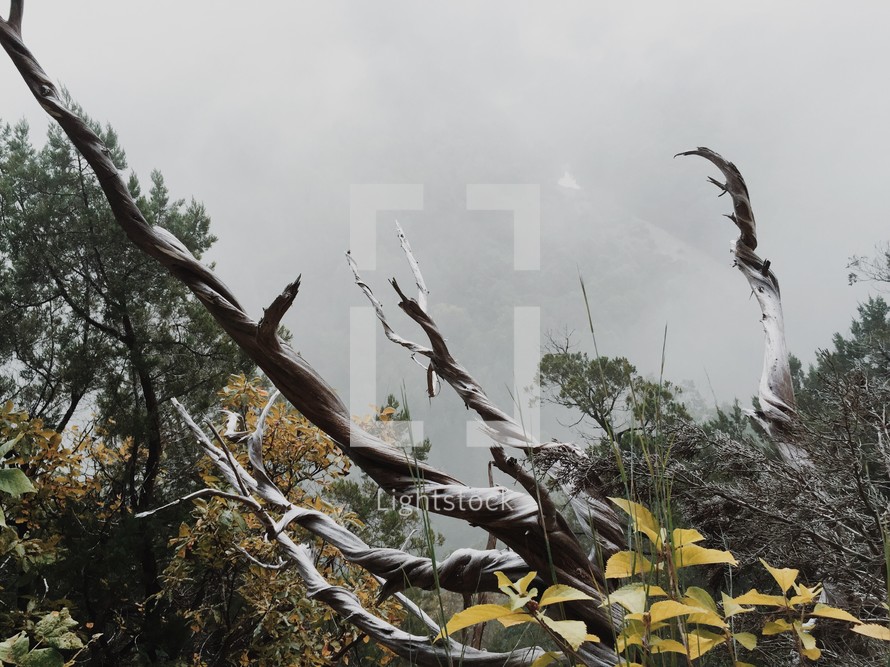 fog in a valley near a mountainside cliff 