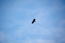 eagle in flight 