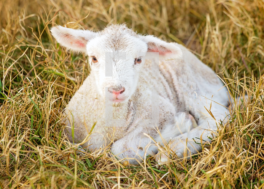 resting lamb