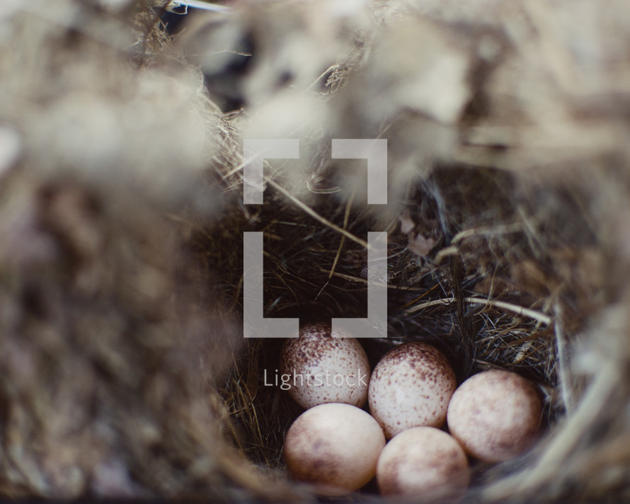 A bird nest full of eggs.