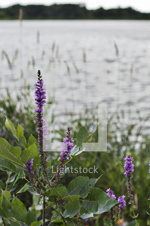 purple flowers by a lake 
