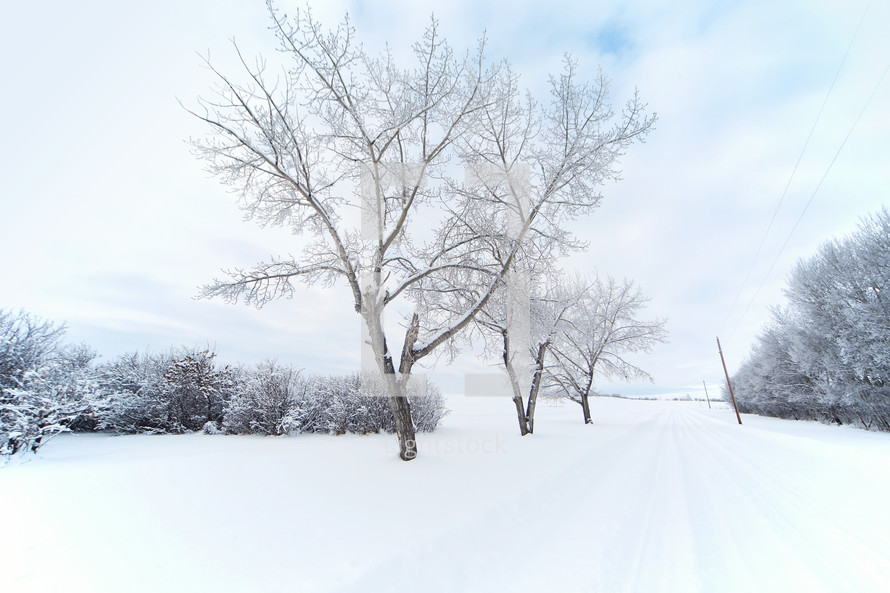a picturesque winter scene