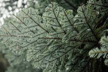 pine needles on a tree 