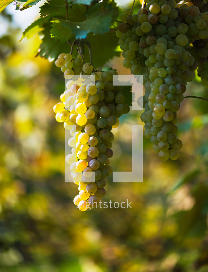green grapes hanging from a vine 