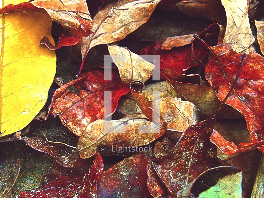 dried fall leaves 