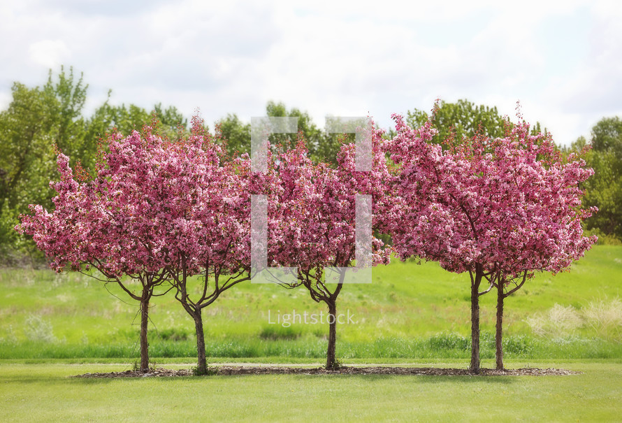 a row of beautiful blossoming trees in spring