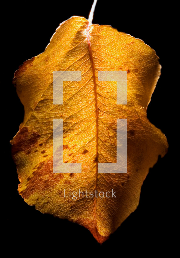 golden leaf in Autumn