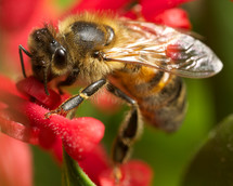 bee on a red grevillea flower