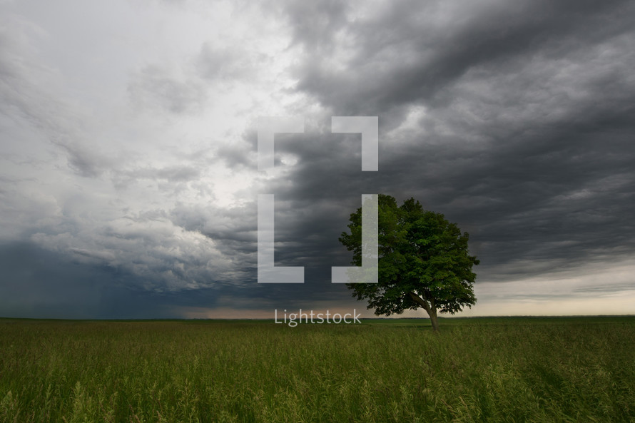 storm clouds over an isolated tree in a field 