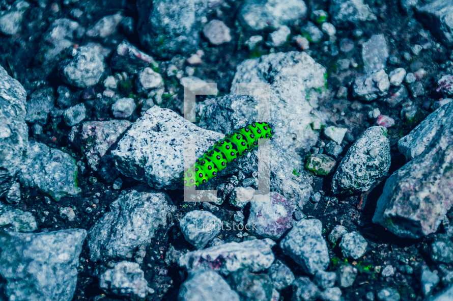 caterpillar on gravel 