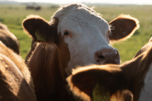 Cows in a field, close-up photo of cattle, livestock, beautiful farm animals