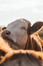 Cows in a field, close-up photo of cattle, livestock, beautiful farm animals