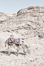 donkey grazing in the desert 