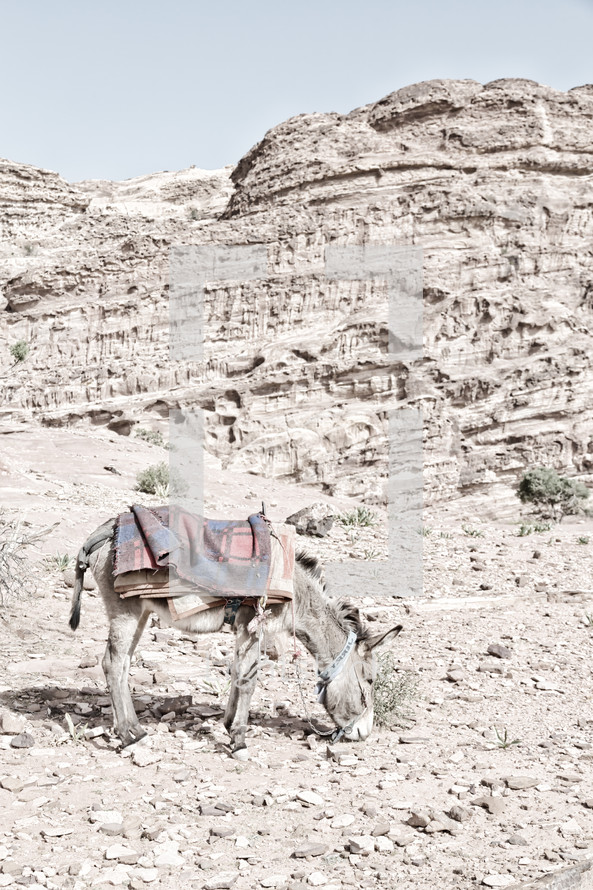donkey grazing in the desert 