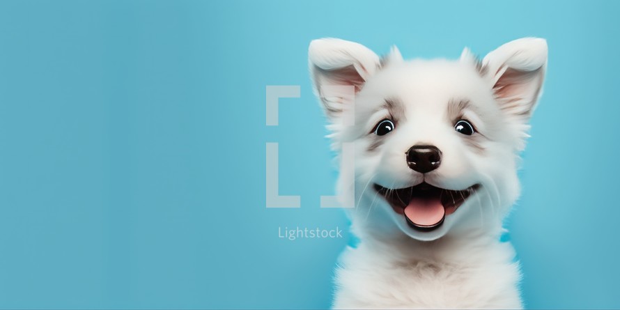 Cute puppy smiling and isolated on blue background with copy space