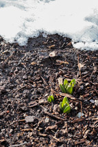 sprout in mulch and snow 