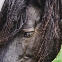 beautiful black horse grazing in the meadow