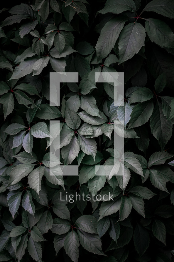 green plant leaves in the garden in springtime, green background