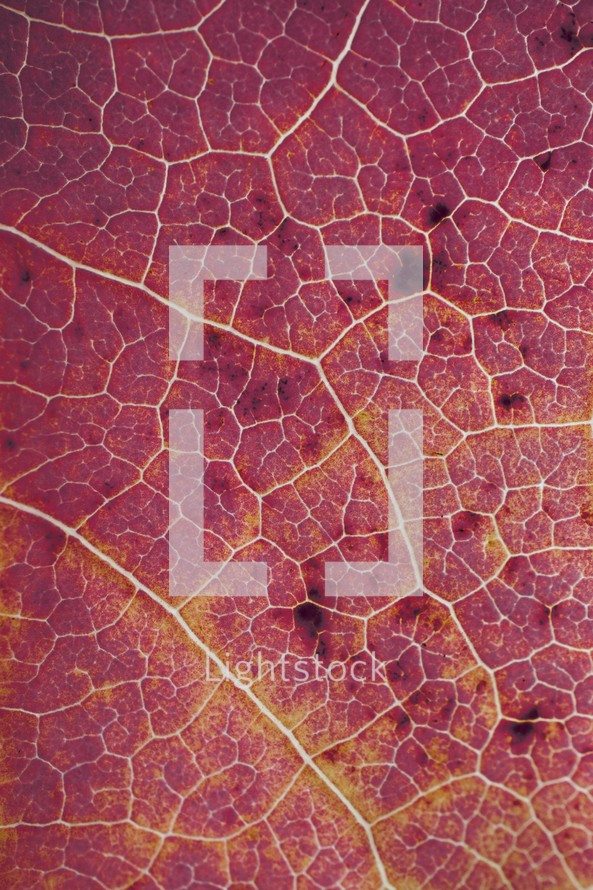 red maple leaf veins in autumn season