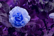 beautiful blue flower in the garden in springtime